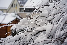 冬天,雪,樹
