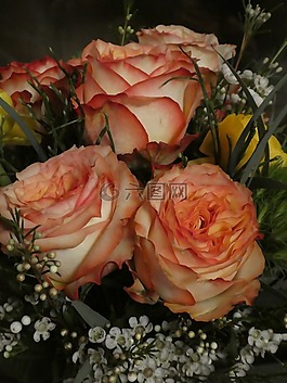 玫瑰,鮮花,粉紅色