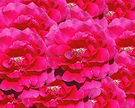 玫瑰,花,紅色