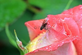 玫瑰,玫瑰花蕾,木柵
