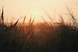 自然,景觀,草