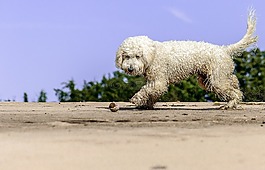 黃金貴賓犬,播放,海灘