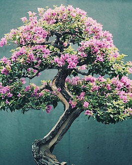 樹(shù),葉子,自然