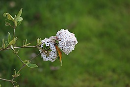 莢蒾,花,白