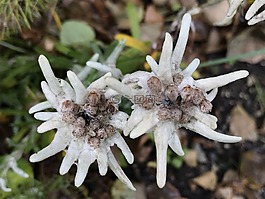 雪絨花,花,植物