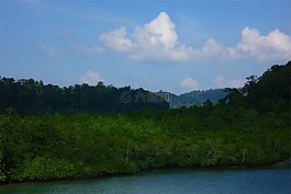 樹,水,藍(lán)色