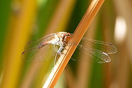 蜻蜓,看一看,葉