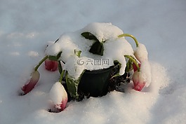 冬天,墳場(chǎng),雪