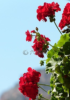 天竺葵,鮮花,美