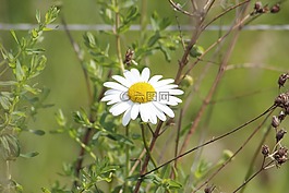 margaritte,草地,性質(zhì)