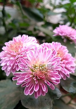 花,植物區(qū)系,自然