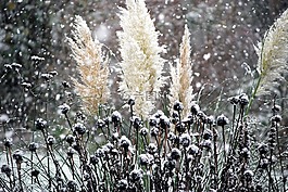 雪,它下雪,冬天