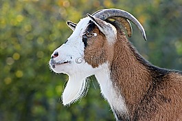 山羊,侏儒山羊,動物世界