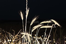 糧食,字段,穗