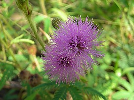 植物,花卉,高原