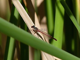 蜻蜓,豆娘,ceriagrion tenellum