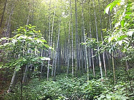 南山,竹林,竹海