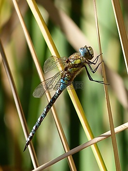 蜻蜓,蓝蜻蜓,aeshna affinis