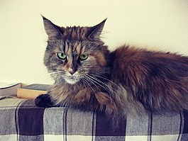 貓,動物,小貓