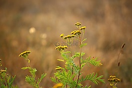 廠,tansy,草地
