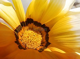 花,橙色,花瓣