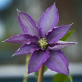 鐵線蓮,花,植物
