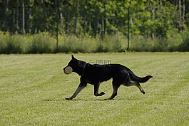 狗,德國(guó)牧羊犬,檢索