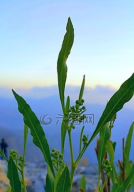 自然,植物區(qū)系,葉