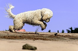 黃金貴賓犬,狗,播放