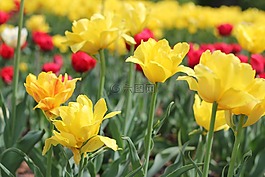 郁金香,鮮花,性質(zhì)