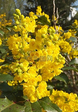 花,黃色,性質(zhì)
