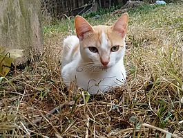 貓,寵物,小貓