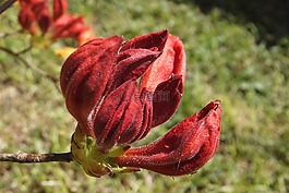 芽,紅色,映山紅