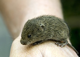 田鼠,嚙齒動物,倉鼠