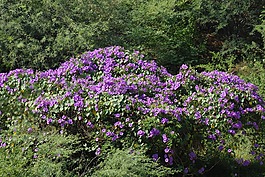 鐘,紫色,植物區(qū)系