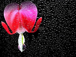 花,開花,性質(zhì)