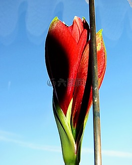 amarillis,amarillisblüte,阿马丽利斯