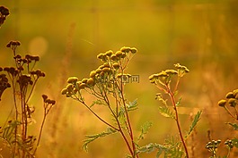 tansy,廠,花