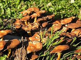 蘑菇,秋季,植物