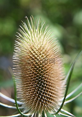 teasels,续断,带刺