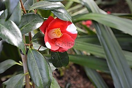 camelie,植物群,開(kāi)花