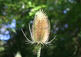teasels,续断,带刺