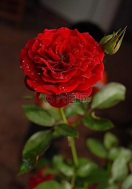 羅莎,花,植物區(qū)系