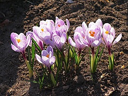 番紅花,冷,花卉