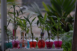 花,hornato,植物區(qū)系