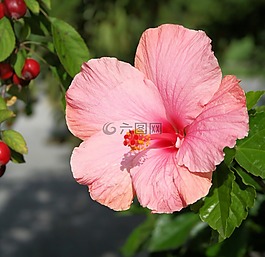 槿,花,花的