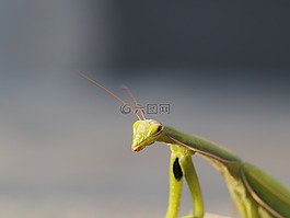 螳螂,昆虫,绿色