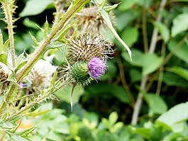 薊,開花,刺