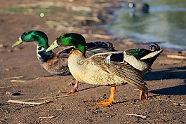 鳥,野生動物,自然