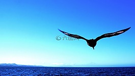 海鷗,海,鳥(niǎo)